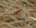 Aricia agestis